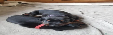 Dobermann Puppy 9