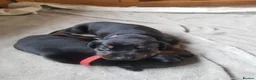 Dobermann dogs for sale: Adorable Doberman puppies  - Advert 36