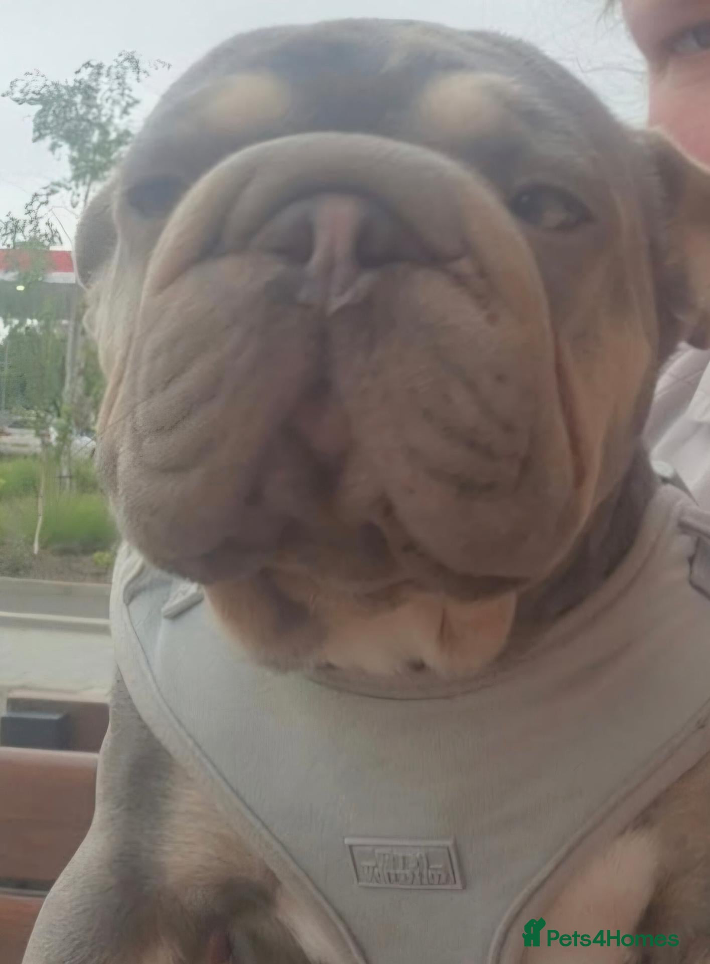 French Bulldog dogs French bulldog puppies ready for forever homes  - Advert 1