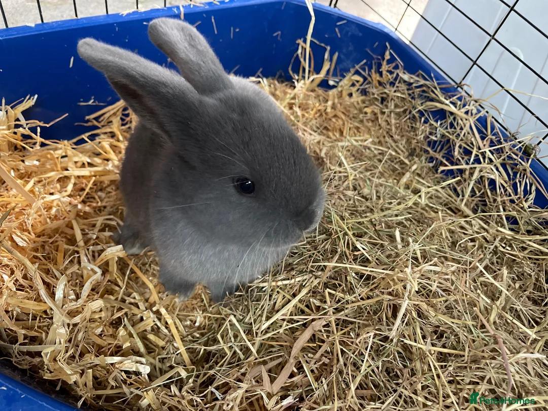 Mixed Breed rabbits for sale: Mininlop x Holland lop bunnies - Advert 2