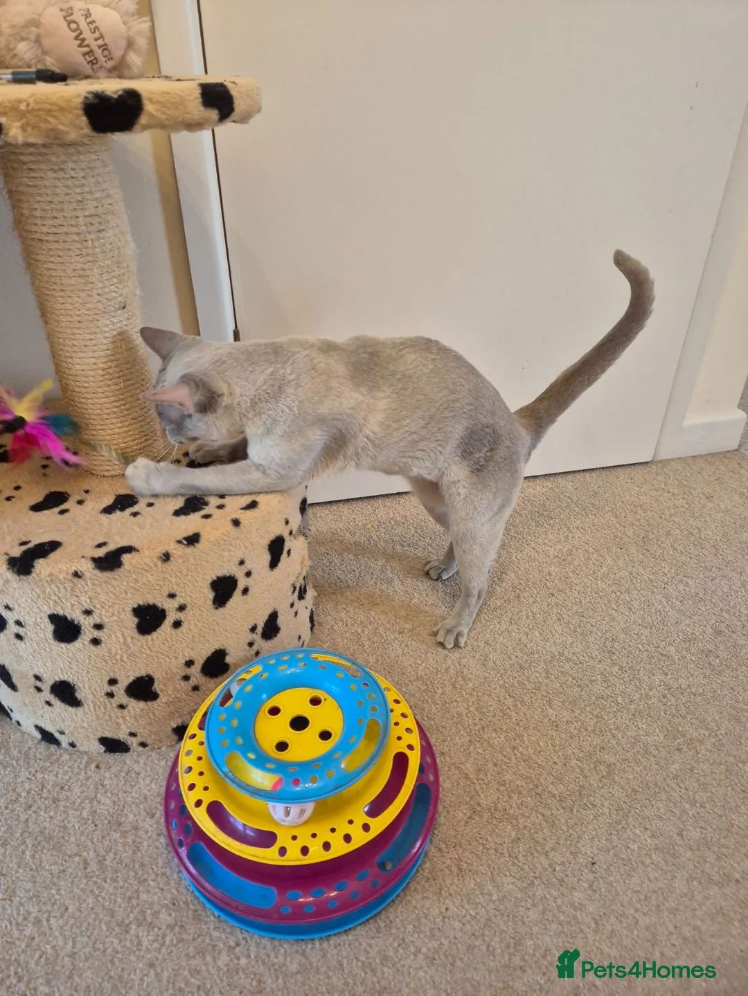 Burmese cats for sale: Gorgeous Lilac Female Adult Burmese - Advert 2