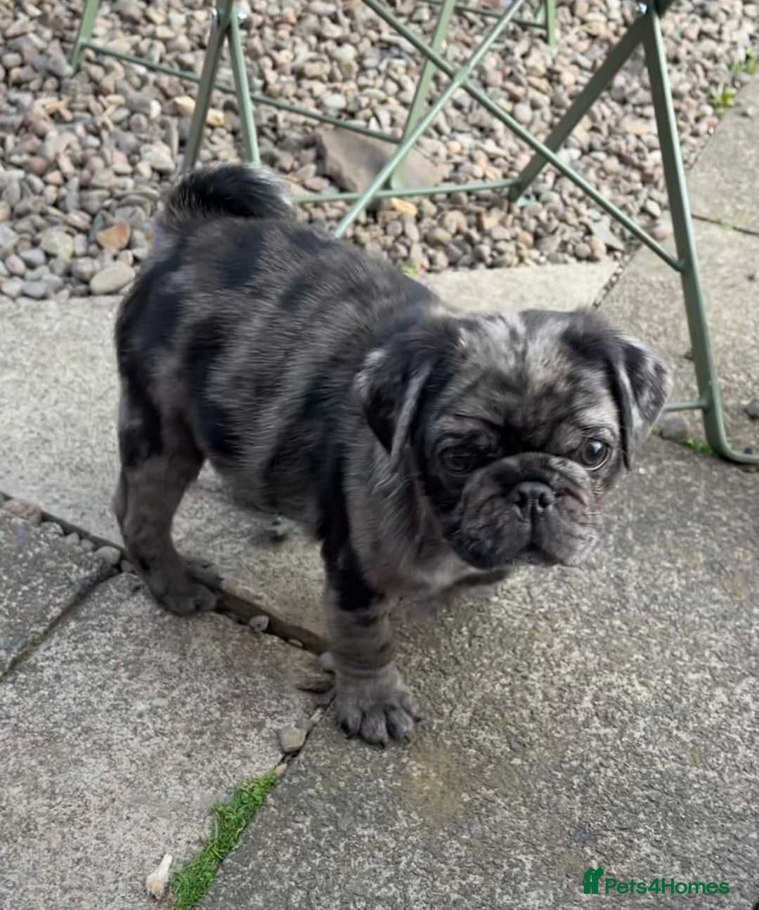 Pug dogs for sale: Last Merle boy, price reduced again! - Image 7