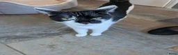 Mixed Breed cats for sale: 3 male kittens for sale - Advert 11