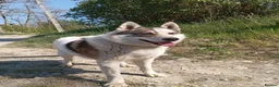 Mixed Breed dogs for adoption: ❤️🐶 APRIL – ONE IN A MILLION in Burton-on-Trent - Advert 11