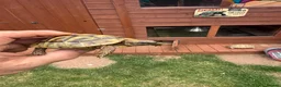 Hermann Tortoise reptiles for sale: 3 year old Hermann’s Tortoises in Birmingham - Advert 10