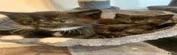 Mixed Breed cats for sale: Beautiful kittens looking for homes ! 2 girls 1boy - Advert 5