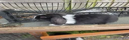 Mini Lop rabbits for sale: baby rabbit - Advert 1