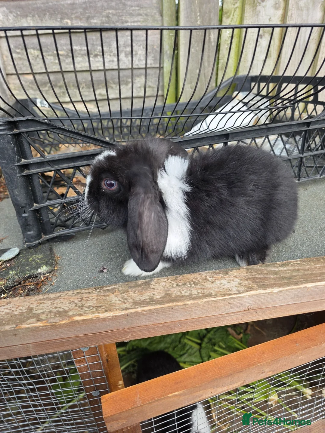 Mini Lop rabbits for sale: baby rabbit - Advert 1