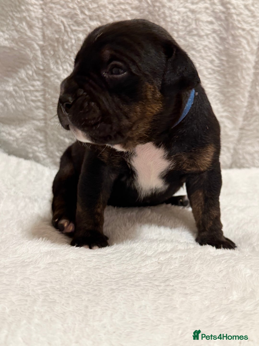 Mixed Breed dogs for sale: Beautiful Home- Reared Puppies!  - Advert 22