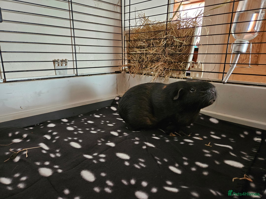Guinea Pig rodents for sale: 4 Guinea pigs for adoption - Image 2