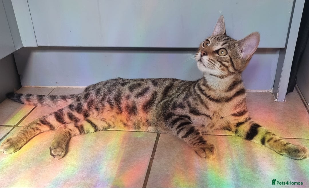 Bengal cats for sale: Bengal X - Image 1