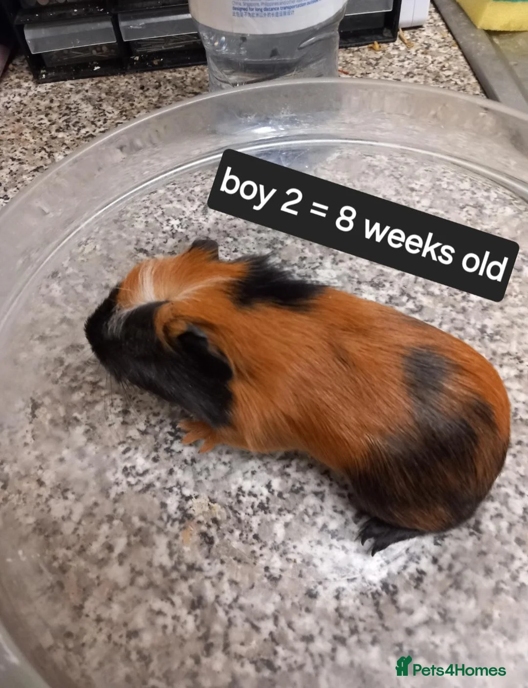 Guinea Pig rodents for sale: Baby guinea pigs ready now  - Advert 3