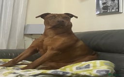 Dobermann dogs for sale: For Sale – Beautiful Doberman Puppy (9 months old) - Image 4