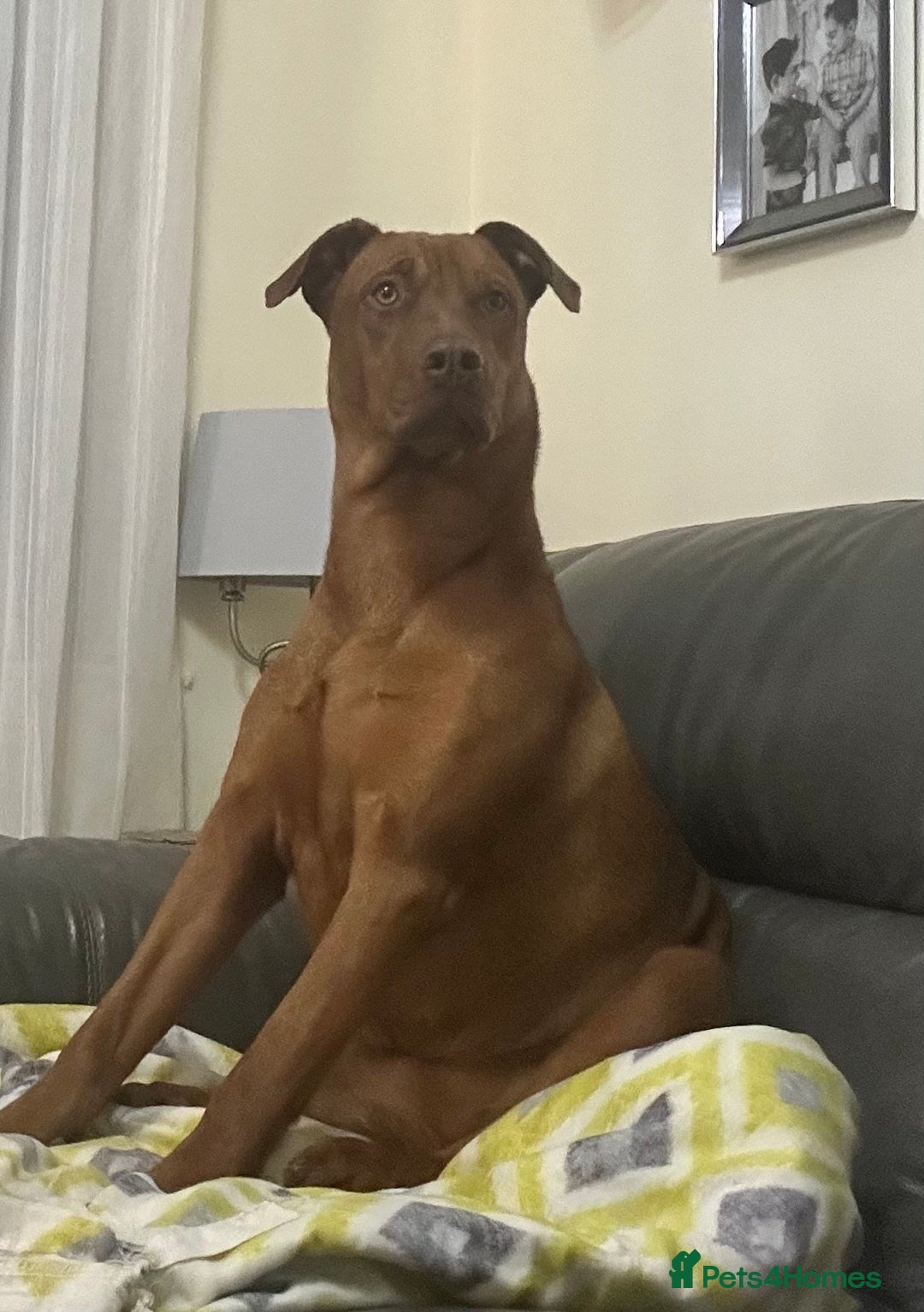 Dobermann dogs for sale: For Sale – Beautiful Doberman Puppy (9 months old) - Image 4