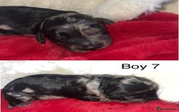 Cockapoo dogs for sale: F1B cockapoos (Merls & Solid Black) - Advert 8