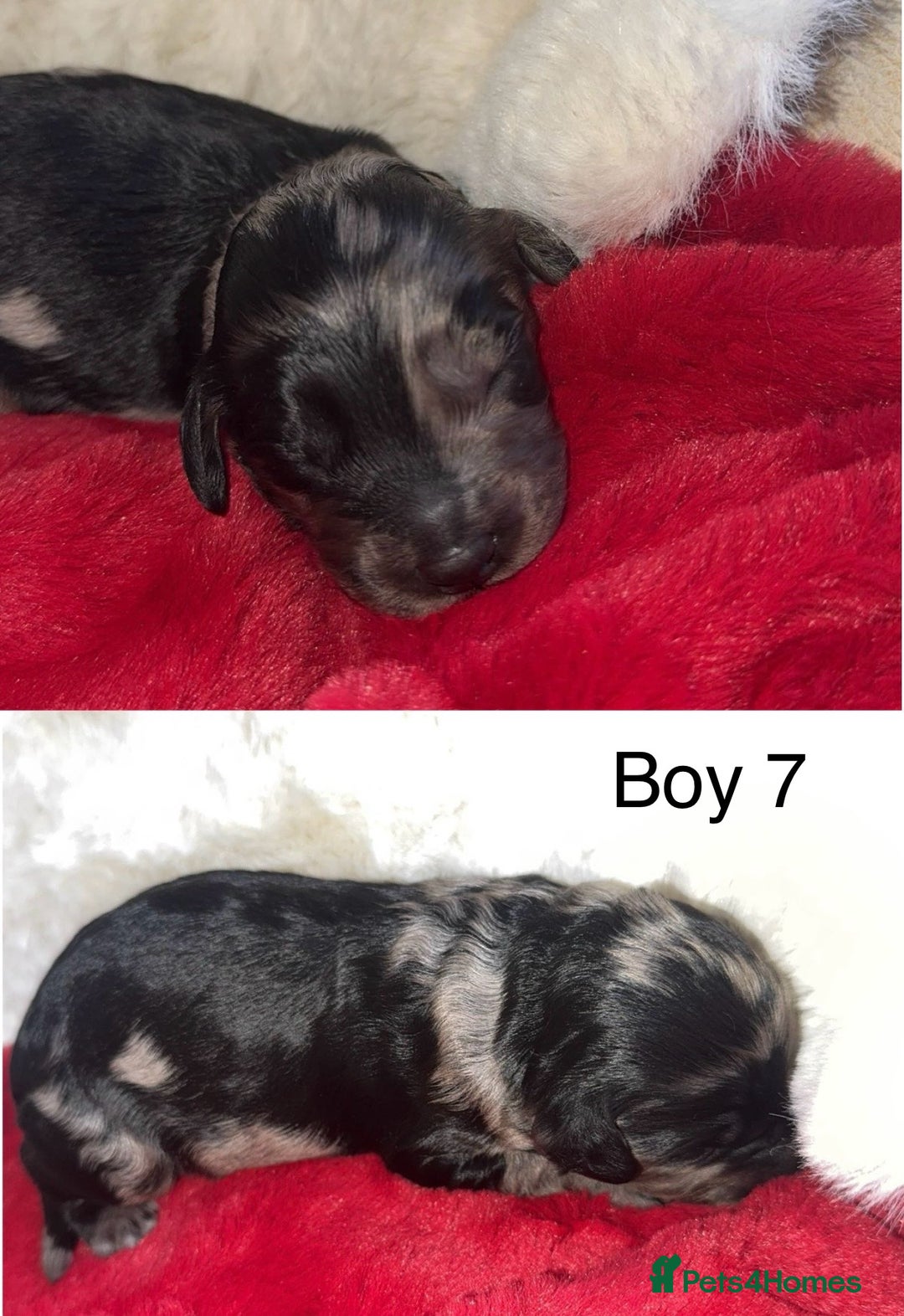 Cockapoo dogs for sale: F1B cockapoos (Merls & Solid Black) - Advert 8