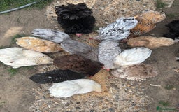 Chickens poultry for sale: Full set up including hens - Image 4