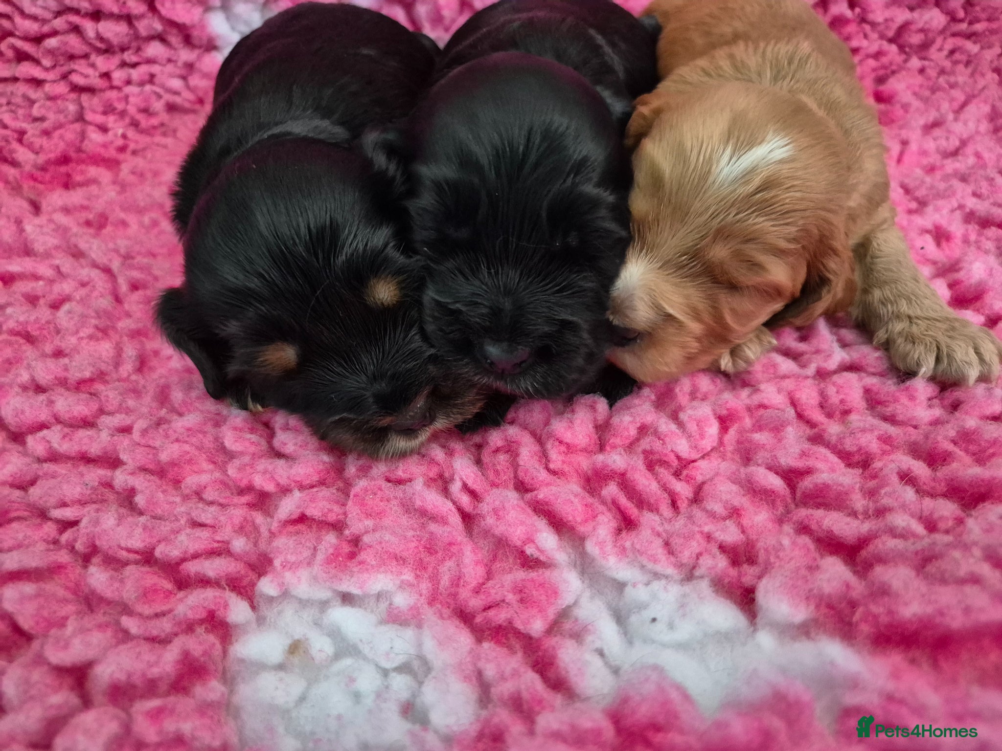 Cocker Spaniel dogs Beautiful Show Cocker x Working Cocker Puppies - Advert 1