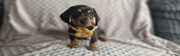 Miniature Dachshund dogs for sale: Stunning smooth haired miniature dacshund - Advert 2