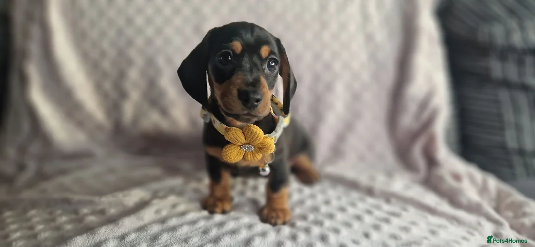 Miniature Dachshund dogs for sale: Stunning smooth haired miniature dacshund - Advert 2