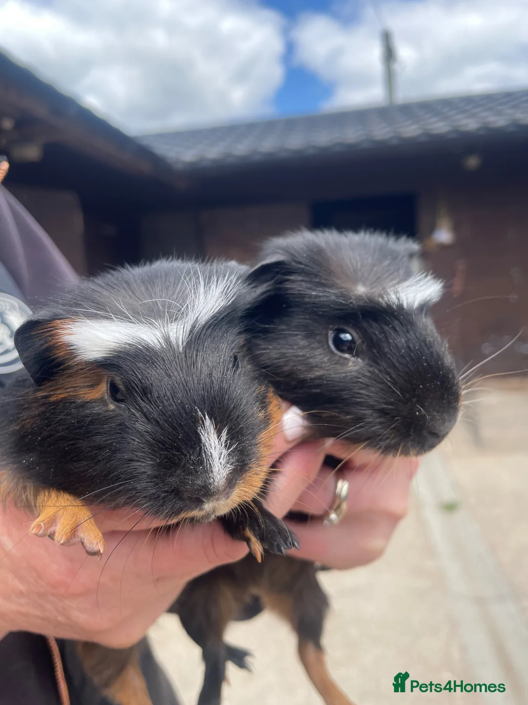 Guinea Pig rodents for sale: Beautiful Baby Guinea Pig Boy Pairs  - Advert 2