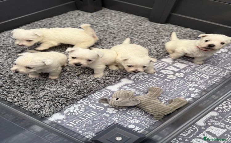 West Highland Terrier dogs - Advert 1