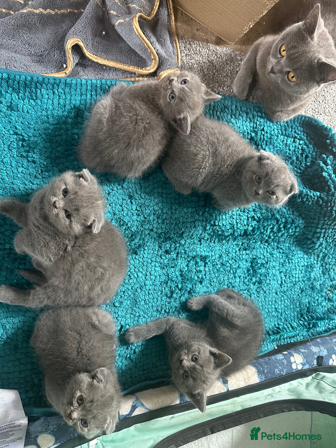 Scottish Fold cats for sale: Beautiful Scottish folds and straights kittens🎀 - Image 15
