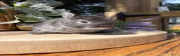 Netherland Dwarf rabbits for sale: Pure bred vaccinated* Netherland Dwarfs  - Advert 16