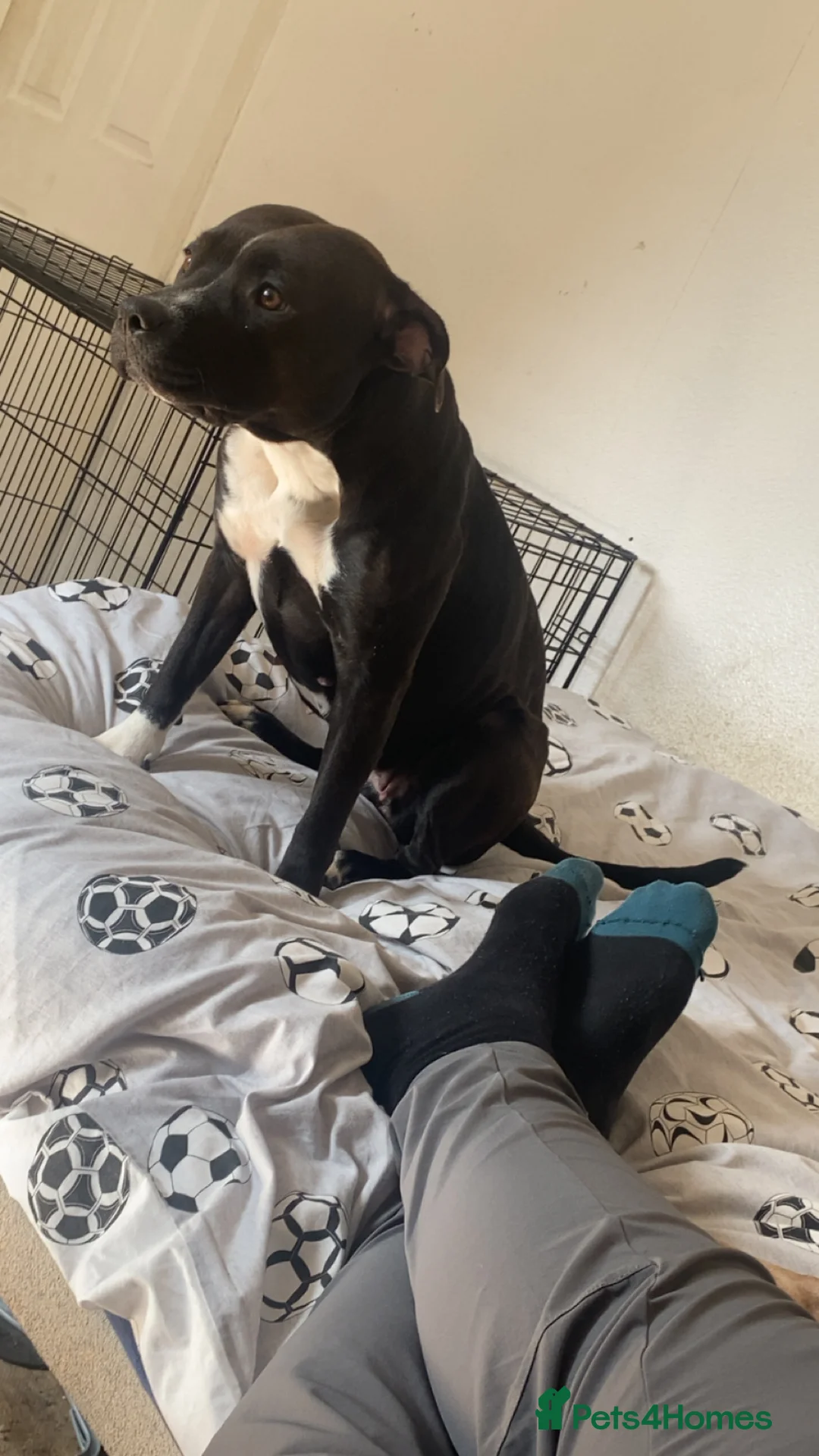 American Bull Staffy dogs for sale: 5 girls staffs 1 week old  in Stockport - Advert 17