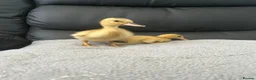 Mixed Breed birds for sale: Ducklings and Quails - Advert 6