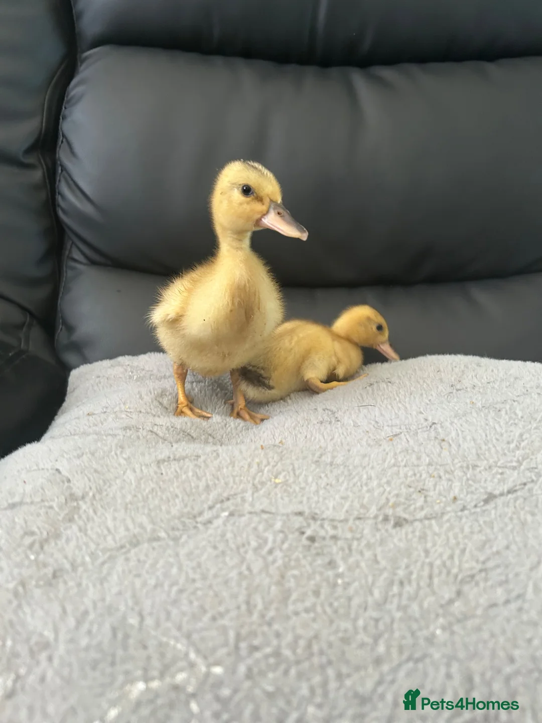 Mixed Breed birds for sale: Ducklings and Quails - Advert 6