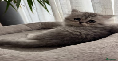 Persian cats - Advert 1