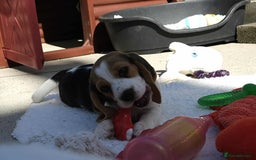Beagle dogs for sale: Stunning KC Reg Beagle Pups - Ready Now - Image 24