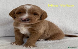 Australian Labradoodle dogs for sale: Australian Labradoodle Pups  - Image 3