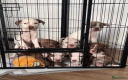 American Bull Staffy dogs for sale: 8 beautiful Amstaff puppies - Image 1