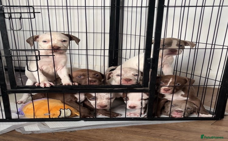 American Bull Staffy dogs for sale - Advert 1