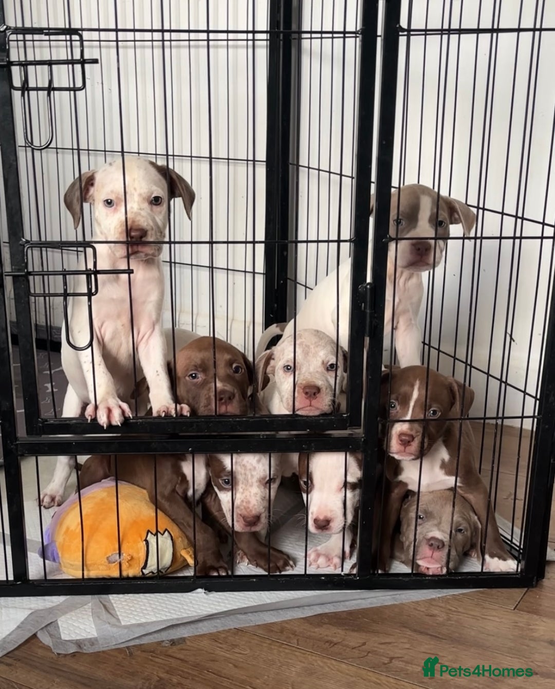 American Bull Staffy dogs for sale: 8 beautiful Amstaff puppies - Image 1