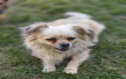 Pekingese dogs for adoption: 💖🐶 ROSA 🐶💖 - Image 13