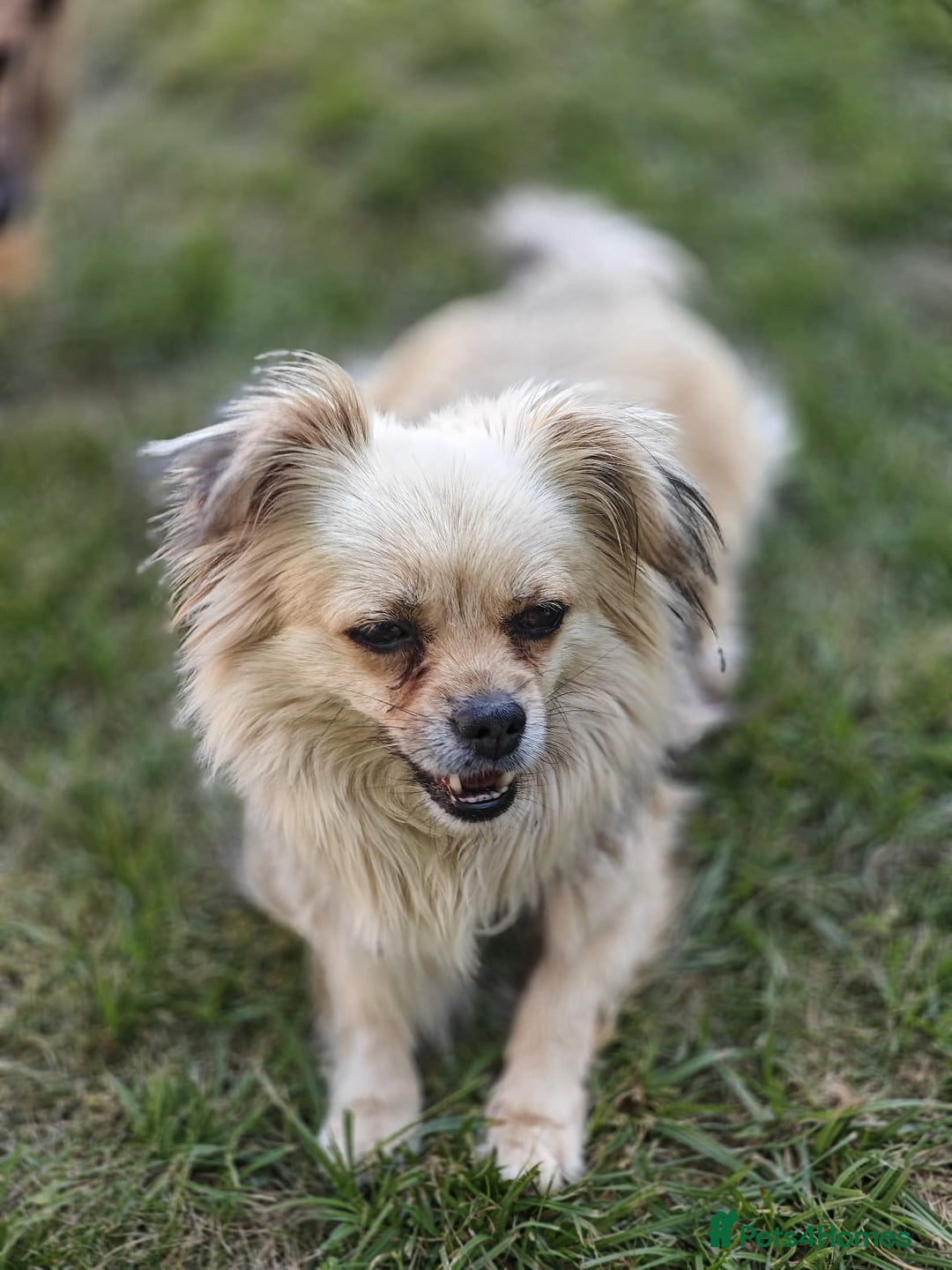 Pekingese dogs for adoption: 💖🐶 ROSA 🐶💖 - Image 13