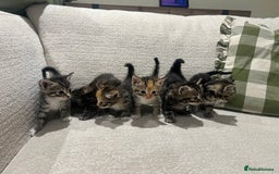 Mixed Breed cats for sale: Beautiful mixed part Siamese kittens  - Image 2