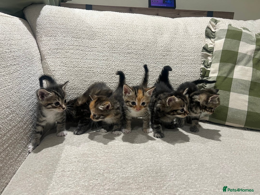 Mixed Breed cats for sale: Beautiful mixed part Siamese kittens  - Image 2