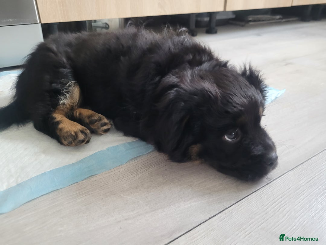 Mixed Breed dogs for sale: Pekingese mix breed puppies  - Advert 12