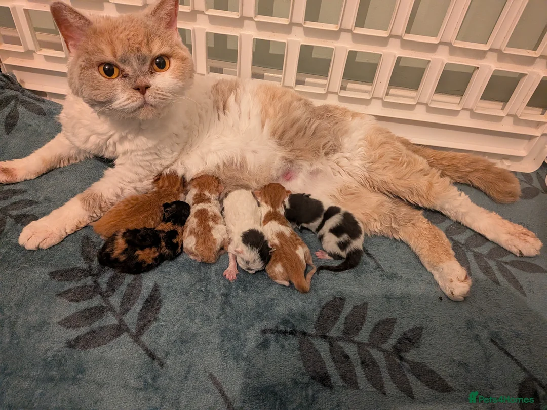 Selkirk Rex cats for sale: Beautiful Kittens – From Pedigree Selkirk Rex Mum - Advert 33