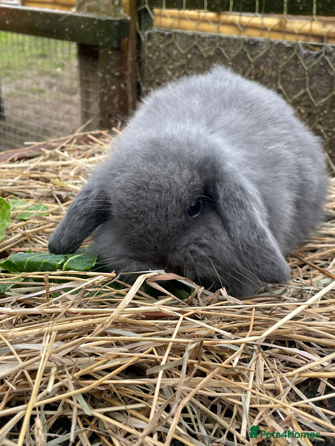 Mini Lop rabbits for sale: Beautiful mini lop babies  - Advert 34