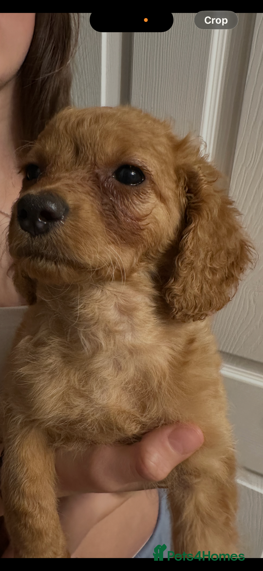 Cavapoo dogs for sale: Beautiful litter of cavapoos  - Advert 7