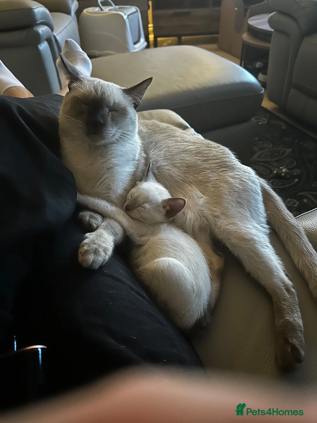 Siamese cats for sale: Siamese kittens - Advert 1