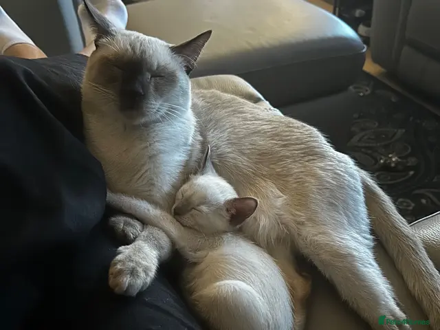 Siamese cats Siamese kittens from licensed breeder - Advert 1