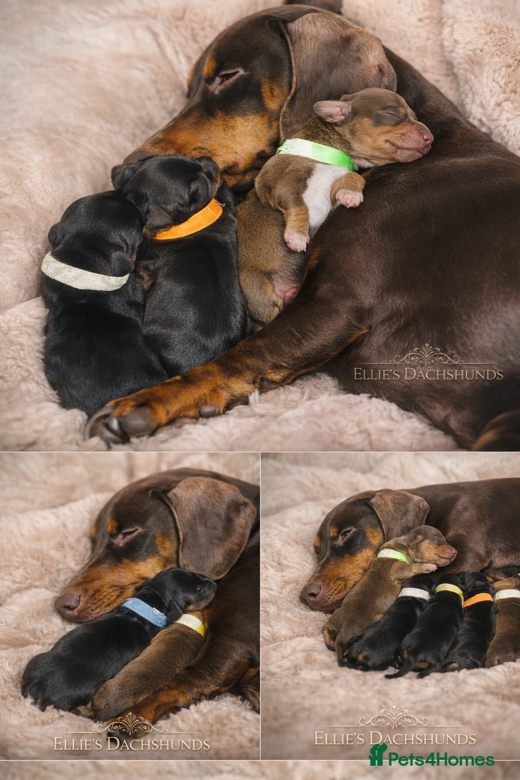 Dachshund dogs BEAUTIFUL DACHSHUNDS FUR BABIES!  - Advert 16