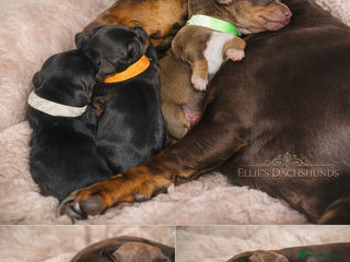 Dachshund dogs BEAUTIFUL MINIATURE DACHSHUNDS FUR BABIES! - Advert 9