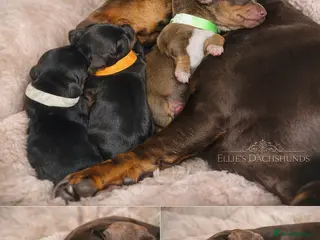 Dachshund dogs 🐾🐶BEAUTIFUL MINIATURE DACHSHUNDS🐶🐾 - Advert 5